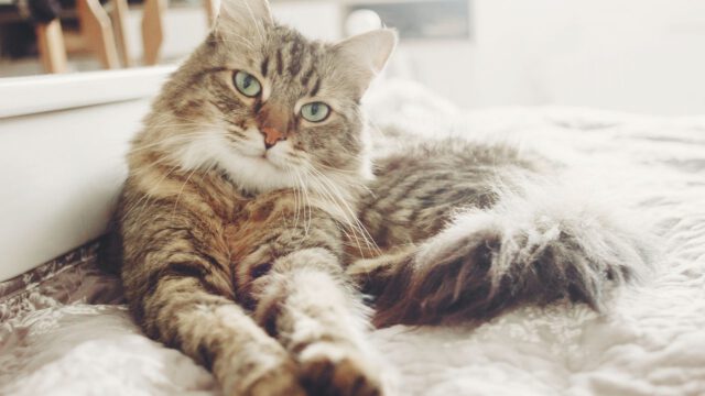 cena-maine-coon