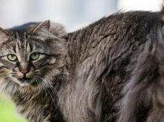 Kocia waga ciężka, czyli ile waży Maine Coon? ile-wazy-maine-coon