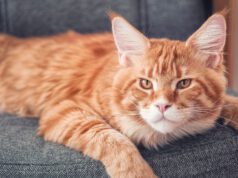 Kolory kotów Maine Coon: jest w czym wybierać