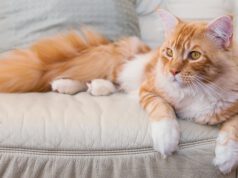 Maine Coon – charakter idealny dla rodzin z dziećmi?