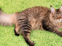 Maine Coon: wszystko, co trzeba wiedzieć o „kanadyjczyku” maine-coon-ogolna-charakterystyka