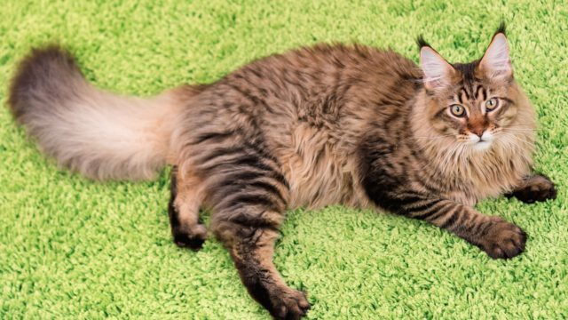 maine-coon-ogolna-charakterystyka