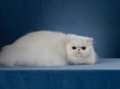 Jaki charakter ma kot perski? Czy to dobry wybór dla Ciebie?