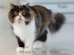 Ile żyją koty perskie? Co ma na to największy wpływ?