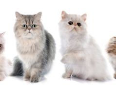 Kolory kotów perskich, czyli coś dla tych, którzy nie lubią oczywistych wyborów