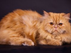 Kot perski: wszystko, co warto wiedzieć o tej szlachetnej rasie