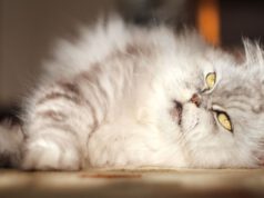 Jakie są opinie o kocie perskim? Komu polecają go właściciele?