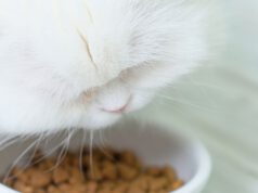 Żywienie kota perskiego: o co koniecznie trzeba zadbać?