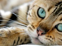 Ile żyją koty bengalskie? jak-dlug-zyja-koty-bengalskie