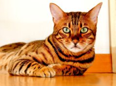 Kolory kotów bengalskich kolory-kotow-bengalskich