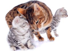 Kot bengalski ma dobre opinie. Za co kochają go właściciele? kot-bengalski-dobre-opinie