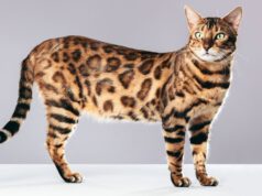 Kot bengalski: pieszczoch o dzikim charakterze kote-bengalski-ogolne-informacje