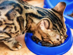 Żywienie kota bengalskiego: czy jest kosztowne? zywienie-kota-bengalskiego-jego-jedzenie