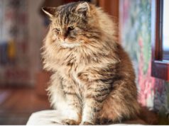 Kot syberyjski – opinie. Sprawdź zalety i wady tej rasy kot-syberyjski