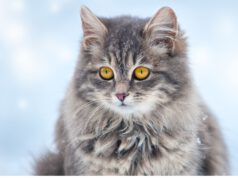 Kot syberyjski – wszystko, co musisz wiedzieć o tej rasie kot-syberyjski-3