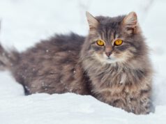 Kot syberyjski – charakter idealny dla rodziny? kot-syberyjski-charakter