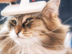 Kot syberyjski – pielęgnacja. Czy jest trudna? kot-syberyjski-pielegnacja