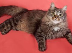 Kot syberyjski – cena, jaką trzeba zapłacić za rasowego przedstawiciela tej pięknej rasy kot-syberyjski1