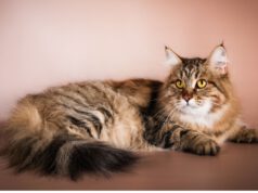 Waga kota syberyjskiego – czy jest tak ciężki, na jakiego wygląda?