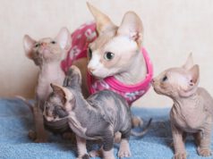 Kot sfinks hodowla – którą wybrać?