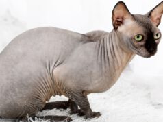 Waga kota sfinksa – czy Twój mruczek nie powinien przejść na dietę? kot-sfinks-waga