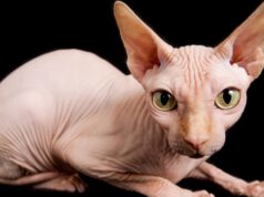 Kot sfinks – wszystko, co musisz wiedzieć o tej rasie kot-sfikns