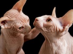 Kot sfinks opinie – co właściciele sądzą o swoich pupilach? kot-sfinks-opinie