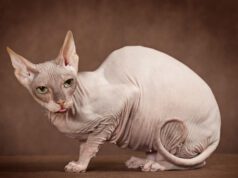 Kot sfinks – pielęgnacja nie jest taka łatwa, jak się wydaje