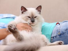 Mruczenie kota, dlaczego kot mruczy? Czyli co oznacza kocie mruczenie Mruczenie kota - co oznacza?